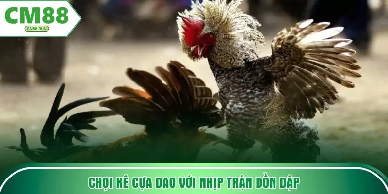 Chọi kê cựa dao với nhịp trận dồn dập