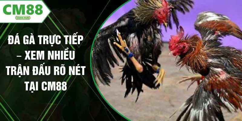 Đá Gà Trực Tiếp – Xem Nhiều Trận Đấu Rõ Nét Tại CM88