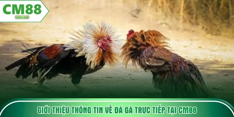 Giới thiệu thông tin về đá gà trực tiếp tại CM88