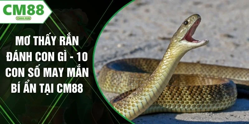 Mơ Thấy Rắn Đánh Con Gì - 10 Con Số May Mắn Bí Ẩn Tại CM88