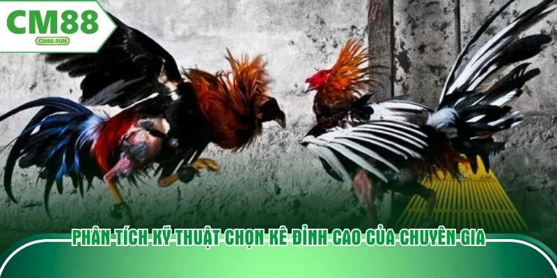 Phân tích kỹ thuật chọn kê đỉnh cao của chuyên gia